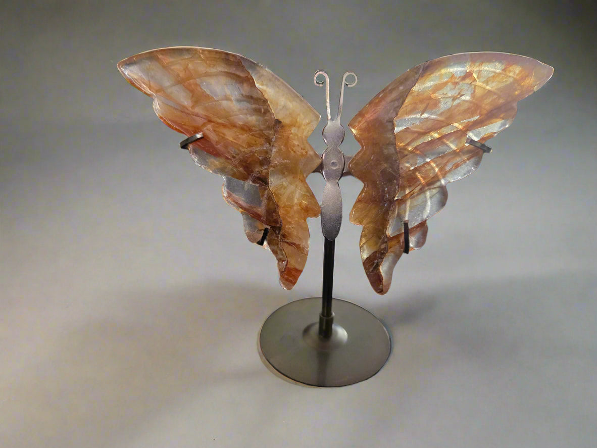 Golden healer butterfly wings