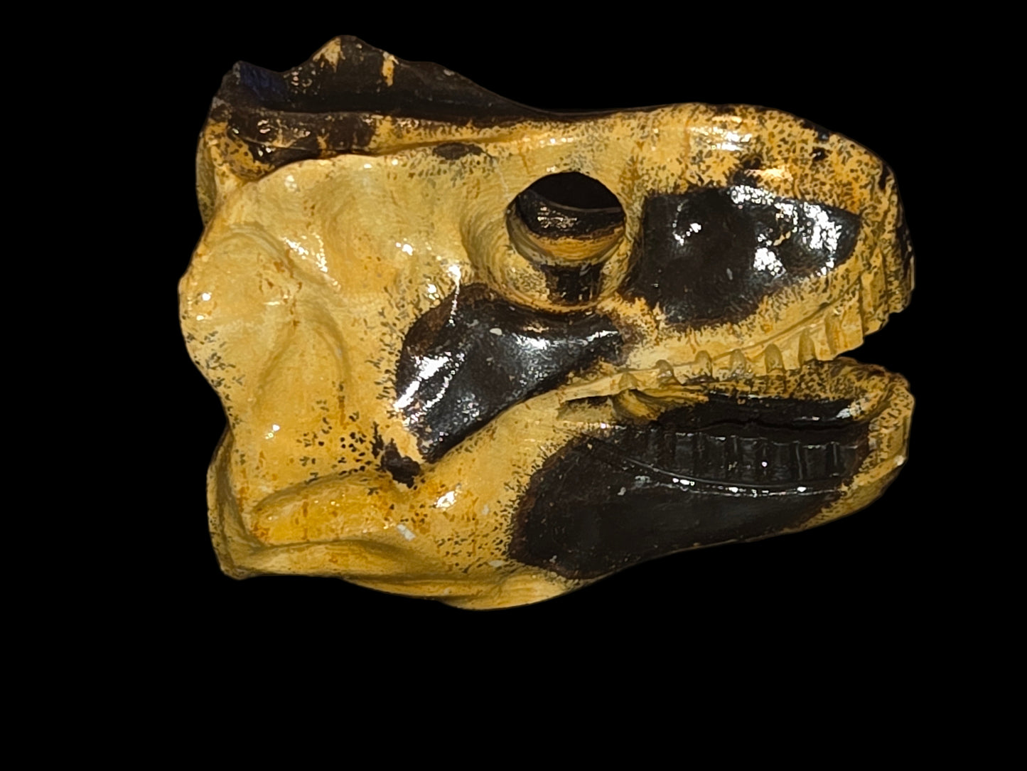 Picture jasper Dino head