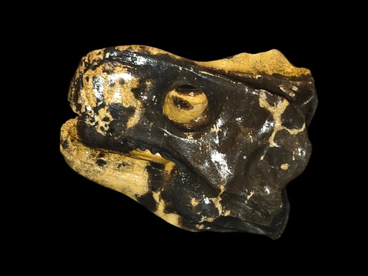 Picture jasper Dino head