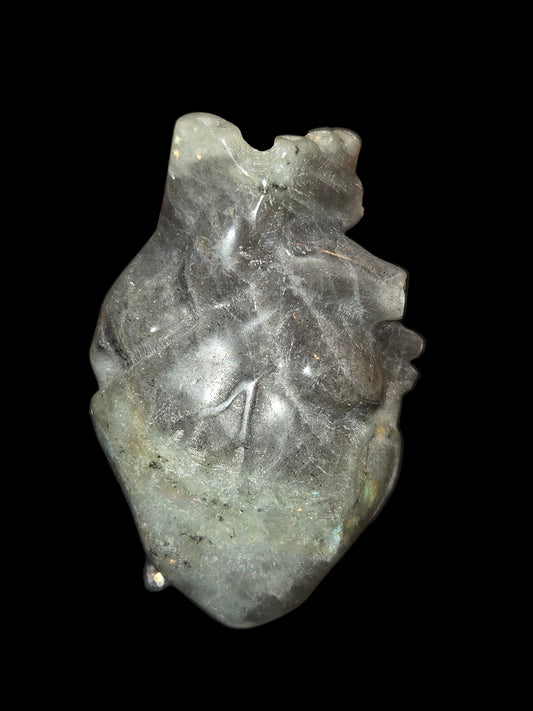 Labdroite human heart