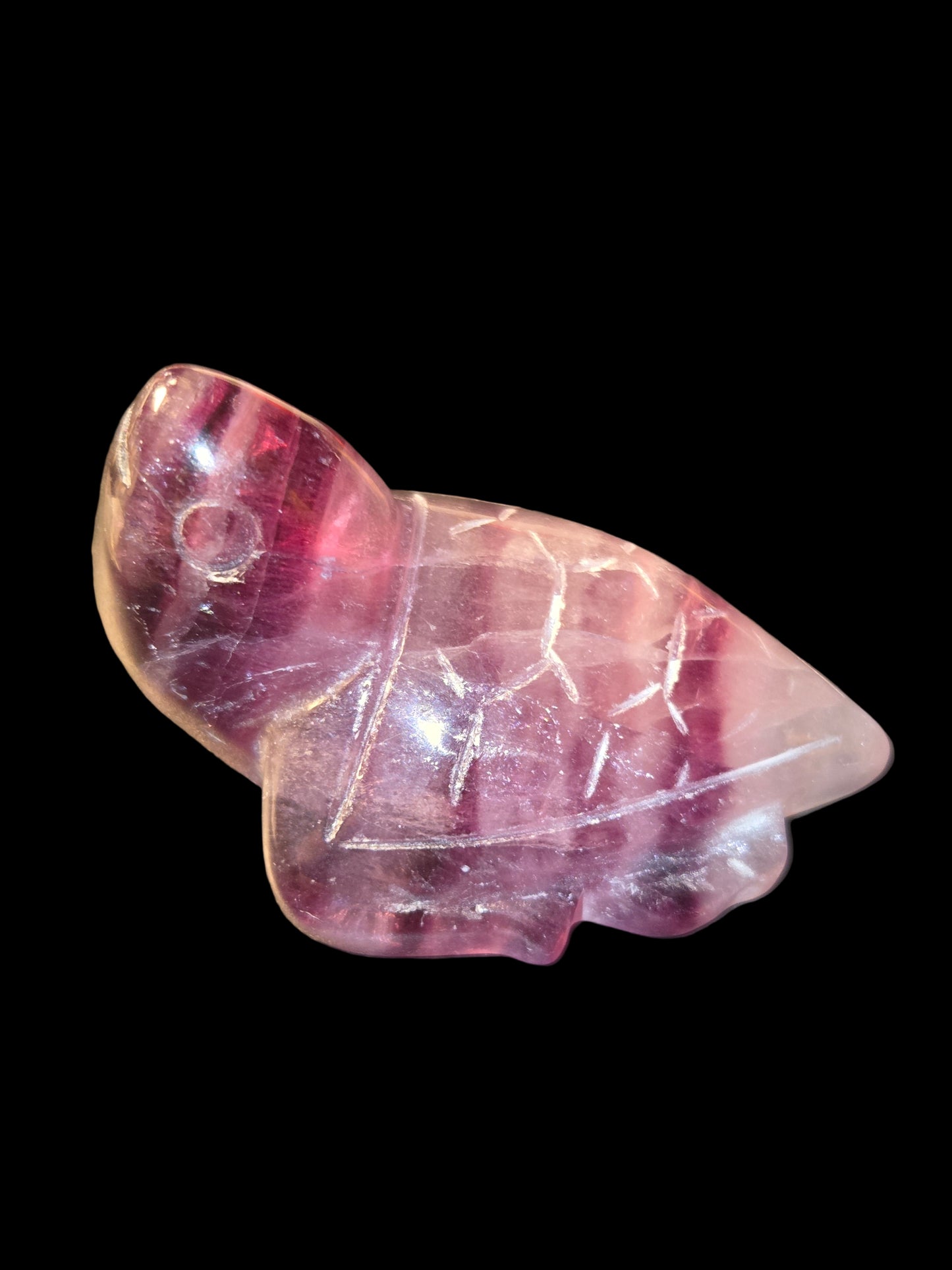 Purple fluoride turtle