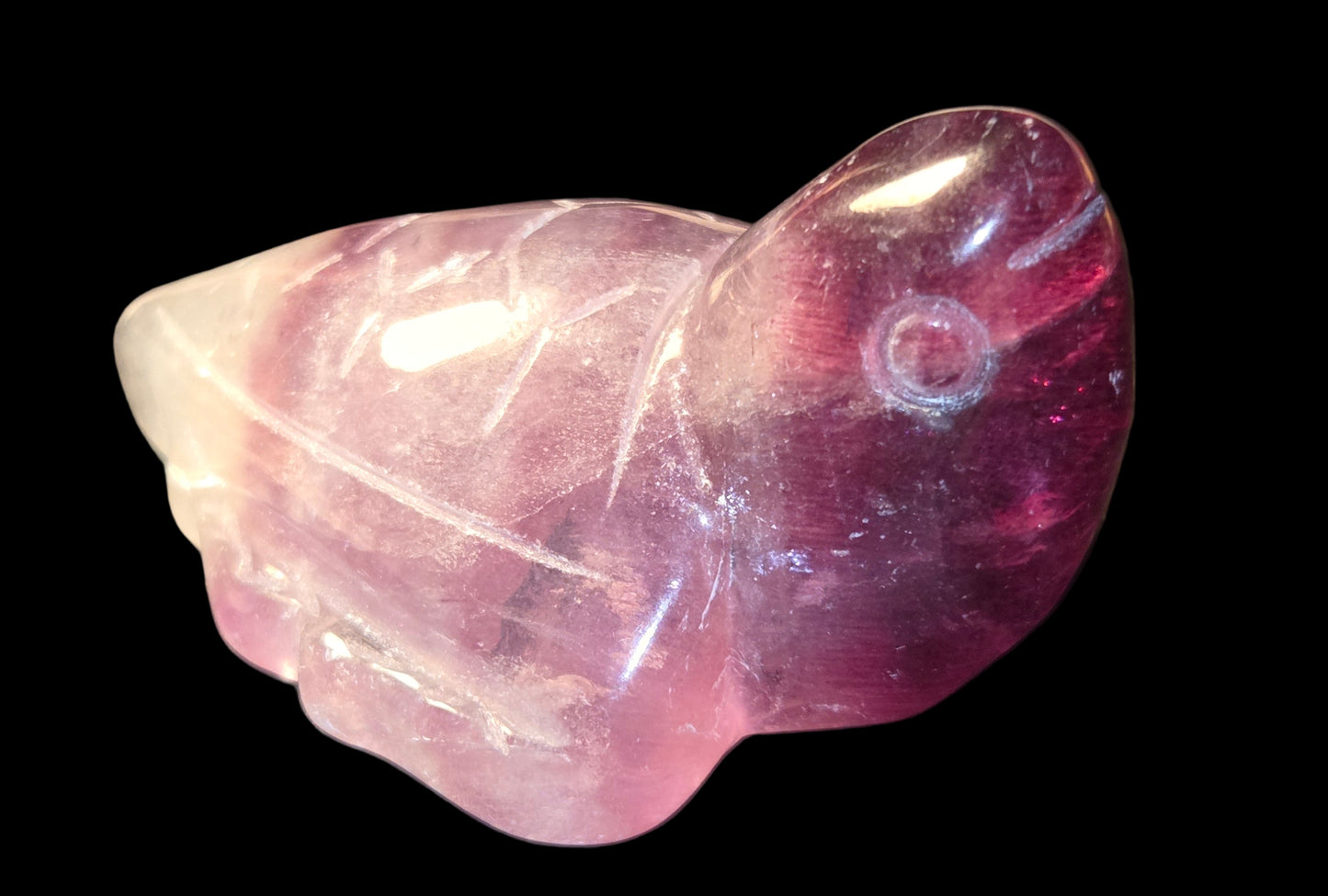 Purple fluoride turtle
